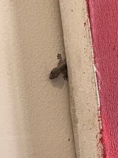 gecko