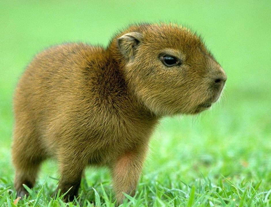 capybara